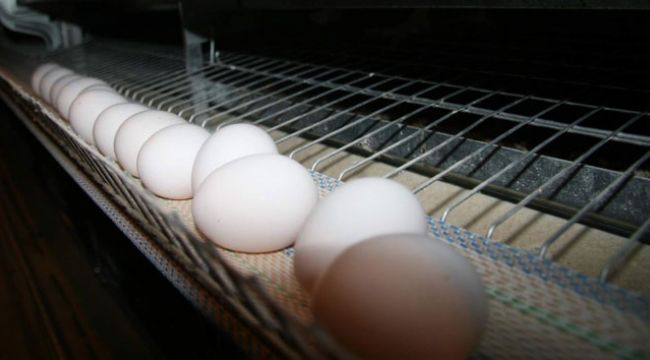 Yumurta tavuk fiyatlarını geçti