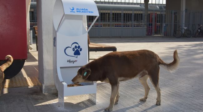 Aliağa Belediyesi, kısıtlama günlerinde sevimli dostların yanında