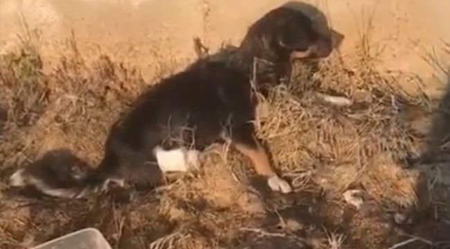 Arka bacakları kesilmiş yavru köpek bulundu