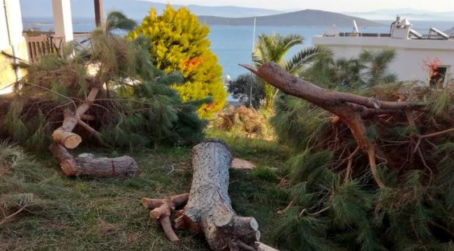 Bodrum'da 'manzara' için ağaç katliamı