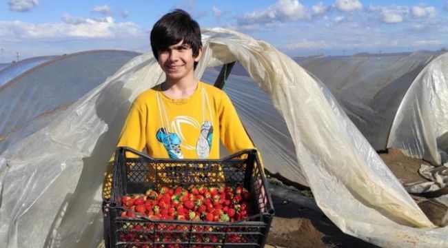 Çilek hasadı buruk başladı