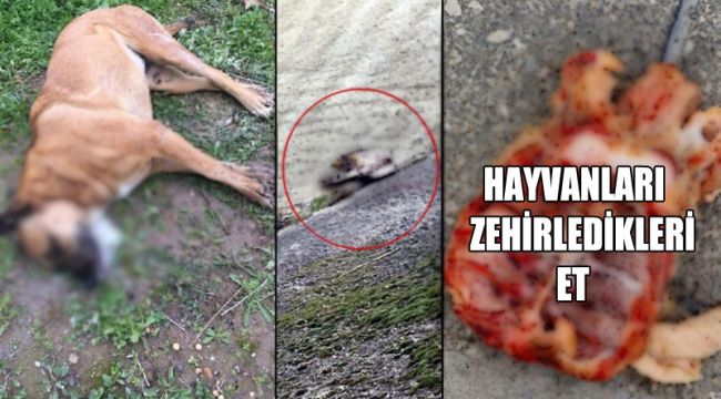 DEHŞETE DÜŞÜREN HAYVAN KATLİAMI