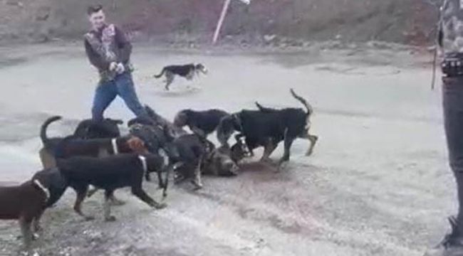 Denizli'de şoke eden görüntü!