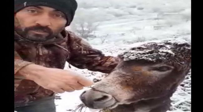 Eşeğin ağzını telle bağlayıp kar altında ölüme terk ettiler