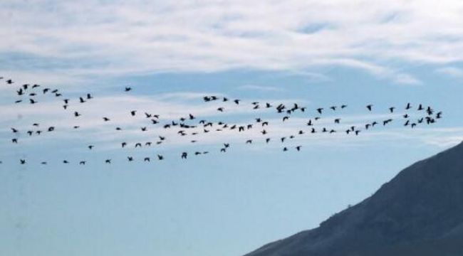 Göller Bölgesi'nde su kuşu sayımı başladı