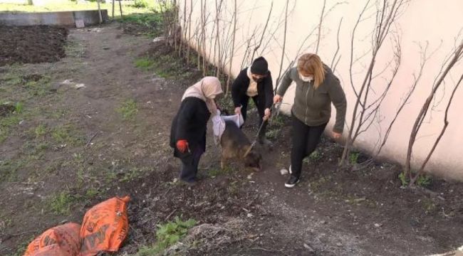 Hayvana şiddet son bulmuyor !
