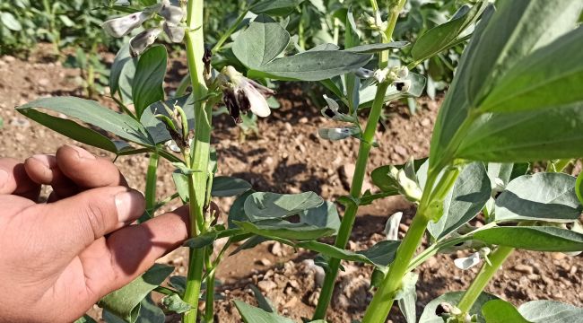 İzmir'de bakla ve bezelye çiçek açtı
