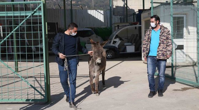 Karşıyaka’da başıboş eşek koruma altına alındı