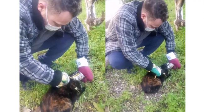 Konserveye sıkışan kediyi bahçe makasıyla kurtardı