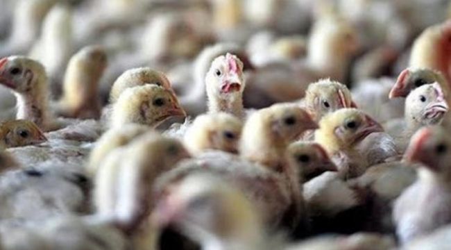 Kuş gribi karantinaları başladı!