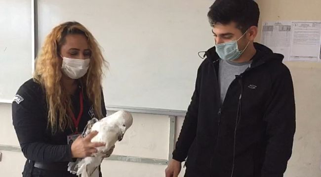MİSİNAYA DOLANAN MARTI KURTARILDI