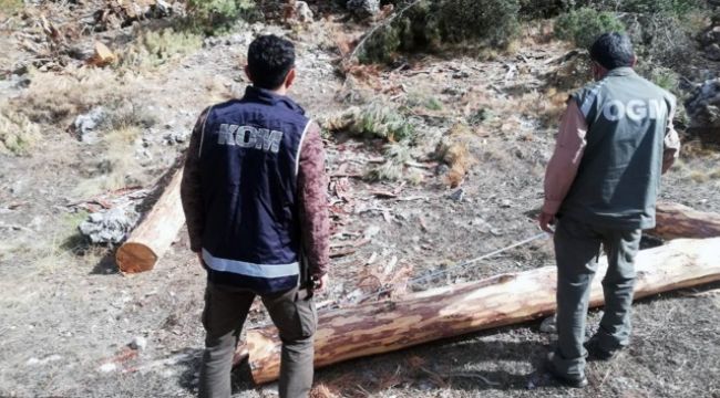 Orman'da 2 milyon liralık vurgun operasyonu