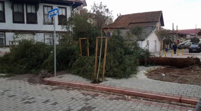 Sakarya'da şiddetli rüzgar ağacı devirdi