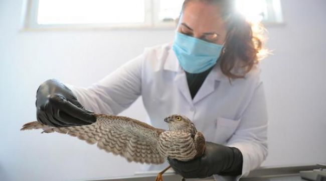 Tedavisi yapılan atmaca doğaya geri bırakıldı