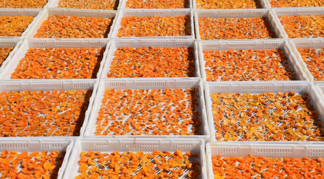 6 aylık kuru kayısı ihracatı 162 milyon dolara ulaştı