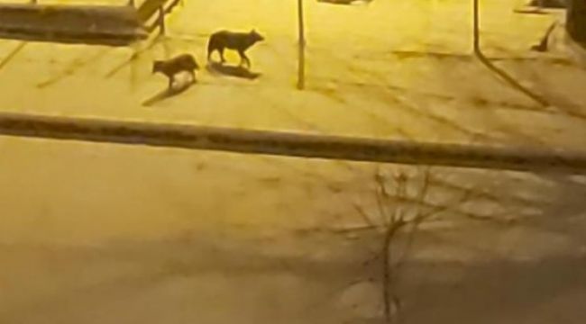 Aç kalan domuz sürüsü şehre indi
