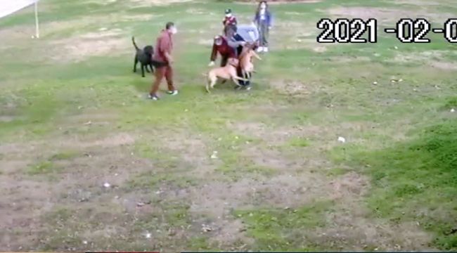 Antalya'da Pitbull dehşeti