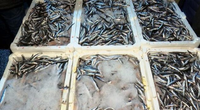 Av yasağı kalktı, ilk hamsiler balık haline geldi