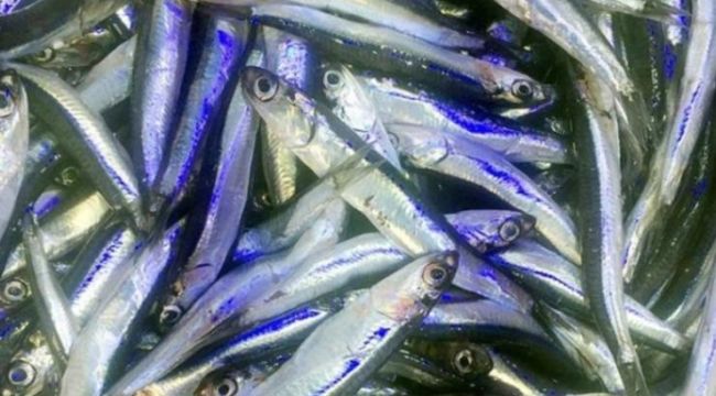 Balık fiyatları cep yakıyor