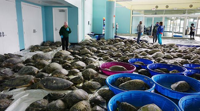 Binlerce deniz kaplumbağası donmaktan kurtarıldı