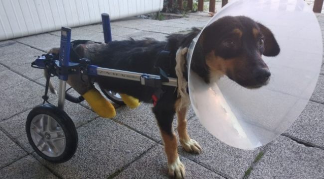 Canice bacakları kesilen köpeğe yürüteç takıldı
