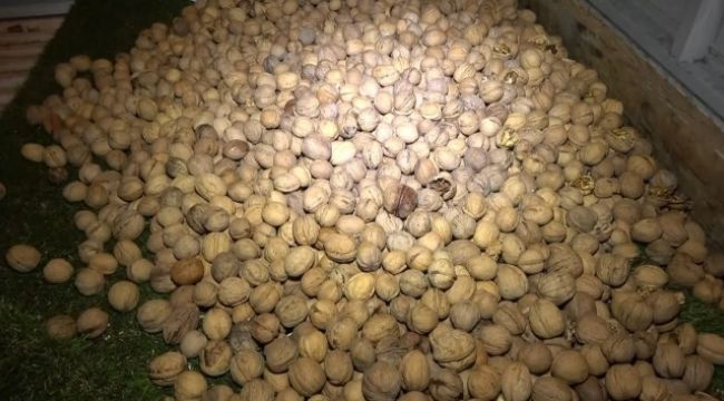 Cevizler arasında yarım kilogram bonzai ele geçirildi