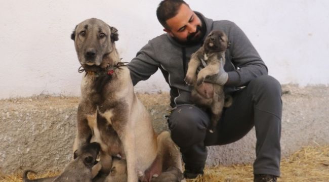 Fiyatı altınla yarışıyor