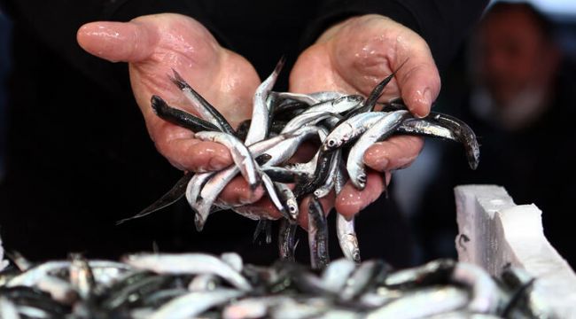 İstanbul'da hamsinin fiyatı 40 liraya yükseldi
