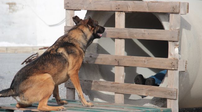 İZMİR'İN CESUR KÖPEKLERİ