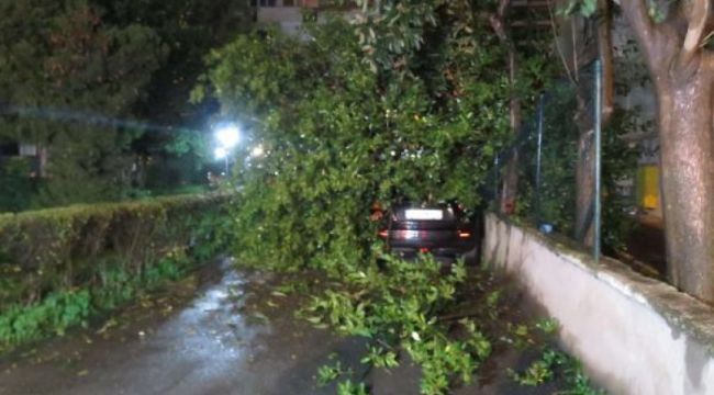 Kadıköy'de ağaç aracın üzerine devrildi