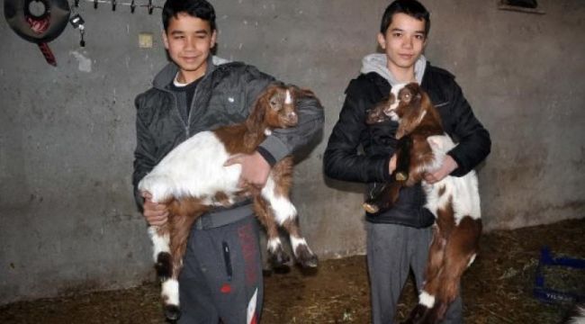 Osmaniye’de çift cinsiyetli ikiz oğlak doğdu