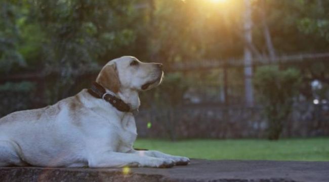 Sahipli kedi ve köpeklere çip zorunluluğu