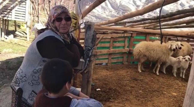 Şehit annesinin koyunlarını çaldılar!