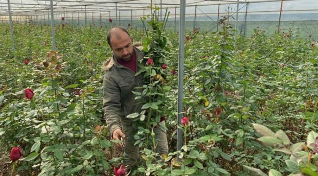 SEVGİLİLER GÜNÜ ÖNCESİ ÇİÇEK MEZATLARI HAREKETLENDİ