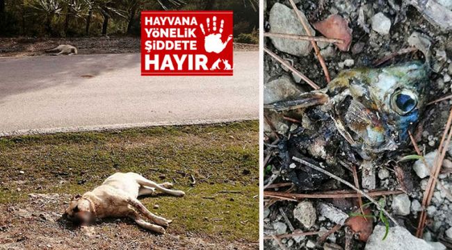 Zehirli balıkları yiyen 8 çoban köpeği zehirlenerek öldü