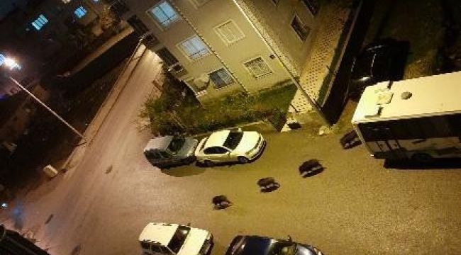 AÇ KALAN DOMUZLAR ŞEHRE İNDİ