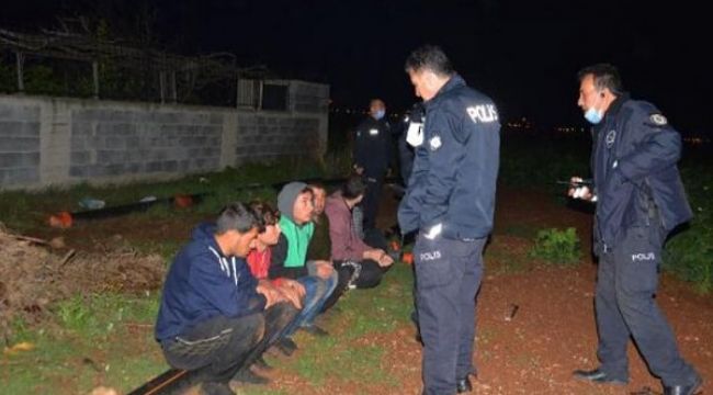 Adana'daki kovalamaca patates tarlasında bitti