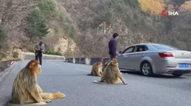 Altın maymunlar Çin'de yol kapattı