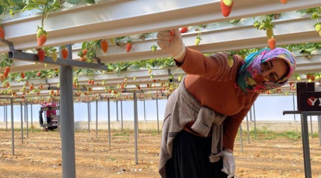 Antalya'da topraksız çilekte hasat