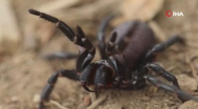 Avustralya'da ölümcül 'örümcek istilası' paniği