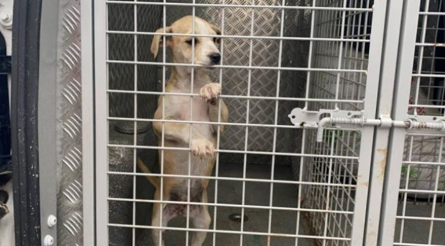 Bursa'da vahşet! Boynuna ip dolayıp surlarda ölüme terk ettiler