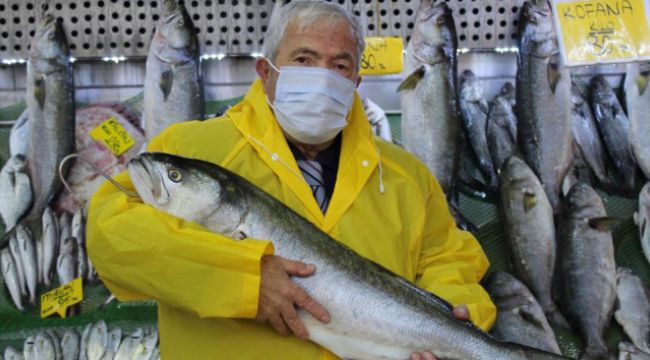Denizlerde kofana bolluğu, ağırlığı 12 kiloya kadar çıktı