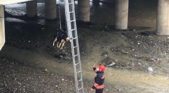 Dereye düşen yavru köpek kurtarıldı