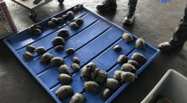 Ekvador'da valizden plastiğe sarılı 185 bebek kaplumbağa çıktı