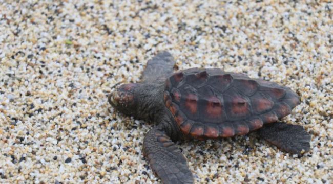 Fırtınada caretta carettalar sahile vurdu
