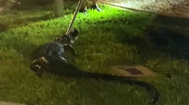 Florida'da evin garajında timsah bulundu