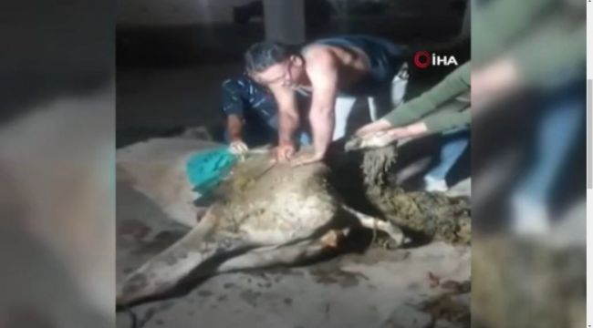 Hindistan'da ineğin midesinden 71 kilo atık çıktı