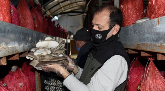 İstiridye mantarı köylülerin yüzünü güldürdü