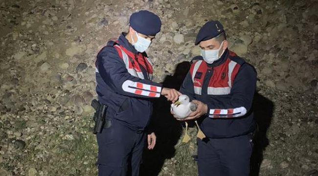 Jandarmanın kurtardığı yaralı martı tedavi altına alındı