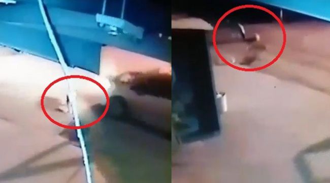 Köpeği ezdi, arkasına bakmadan gitti
